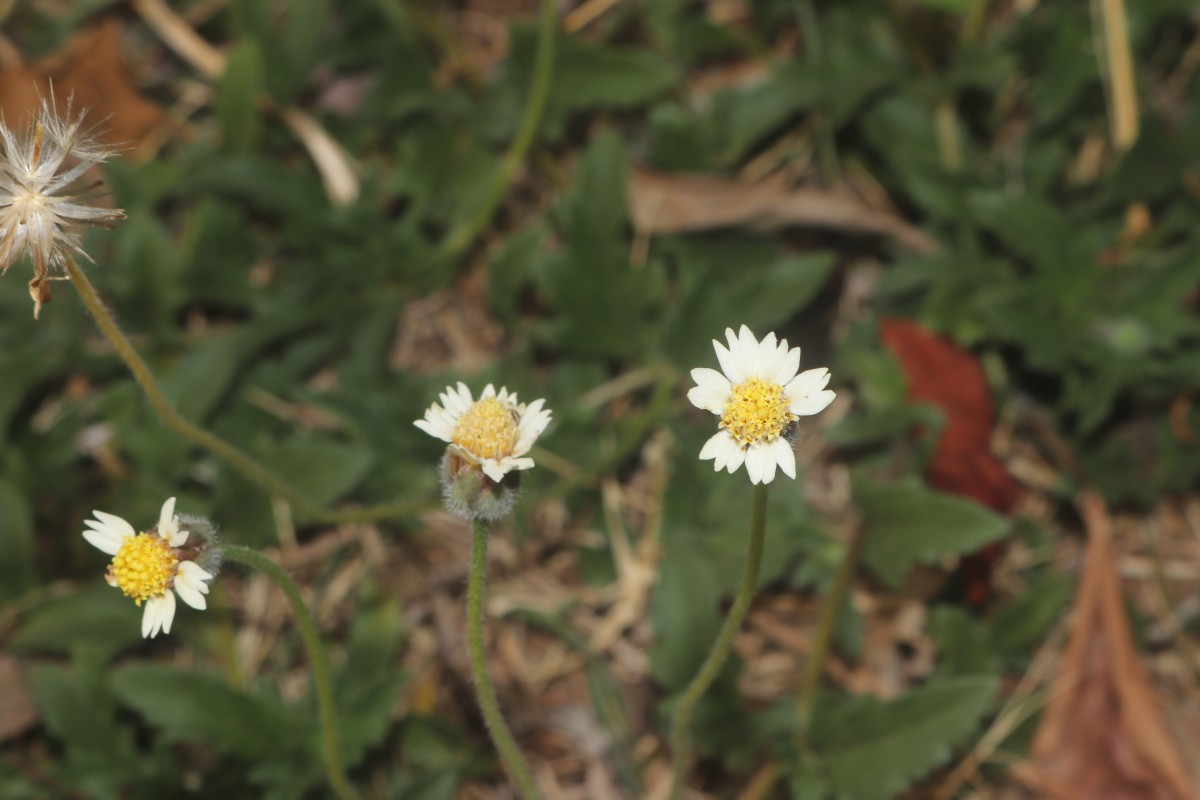 Tridax procumbens L.